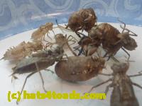 /home//u458753944/public_html/sourcegallery//Insects and small critters/silliness/P1040999.JPG